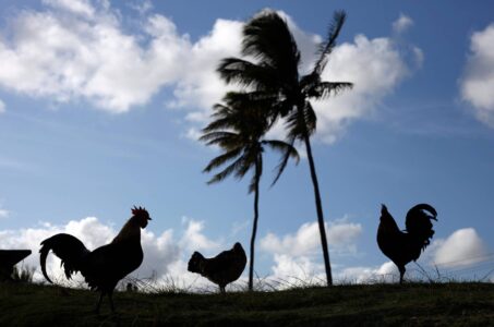 What to Do with Chickens During a Tornado or Hurricane Image